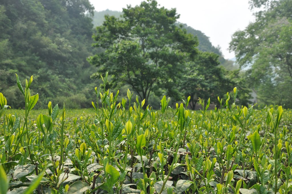 liuan guapian chinese green tea